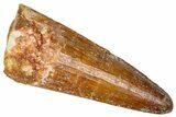 Cretaceous Fossil Crocodylomorph Tooth - Morocco #368165-1